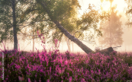 Lüneburger Heide - Heidekraut und Nebel (farbig pink) #2