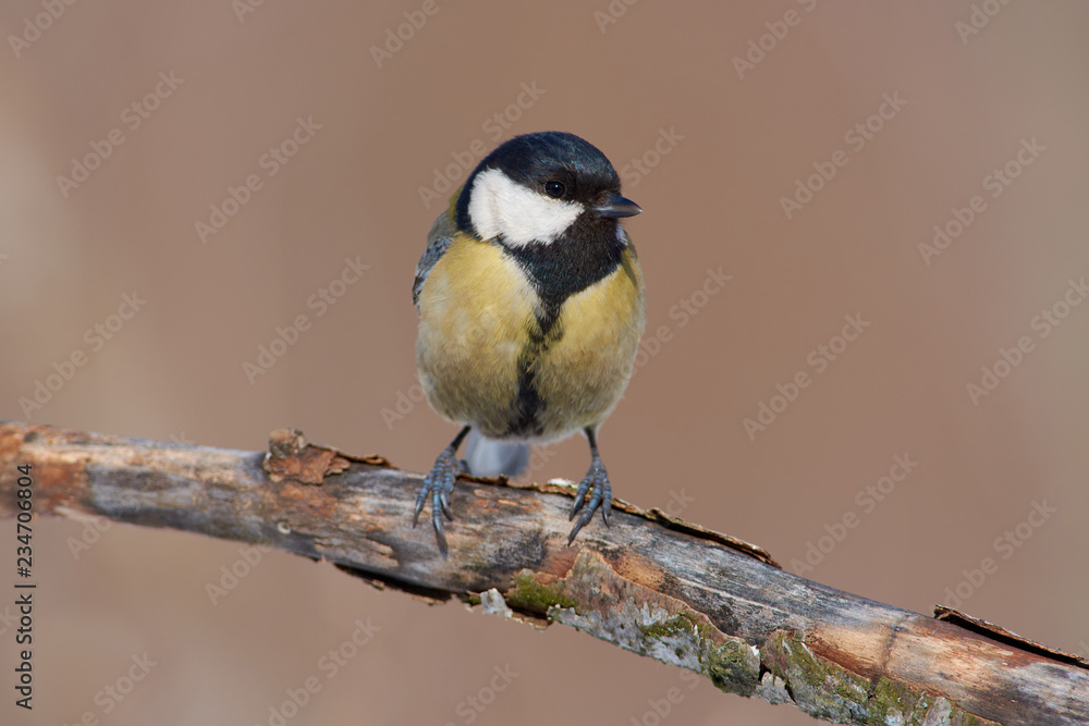 Great tit sits on a branch with flaky bark very close (each feather is visible). Great tit sits on a branch with flaky bark very close (each feather is visible).