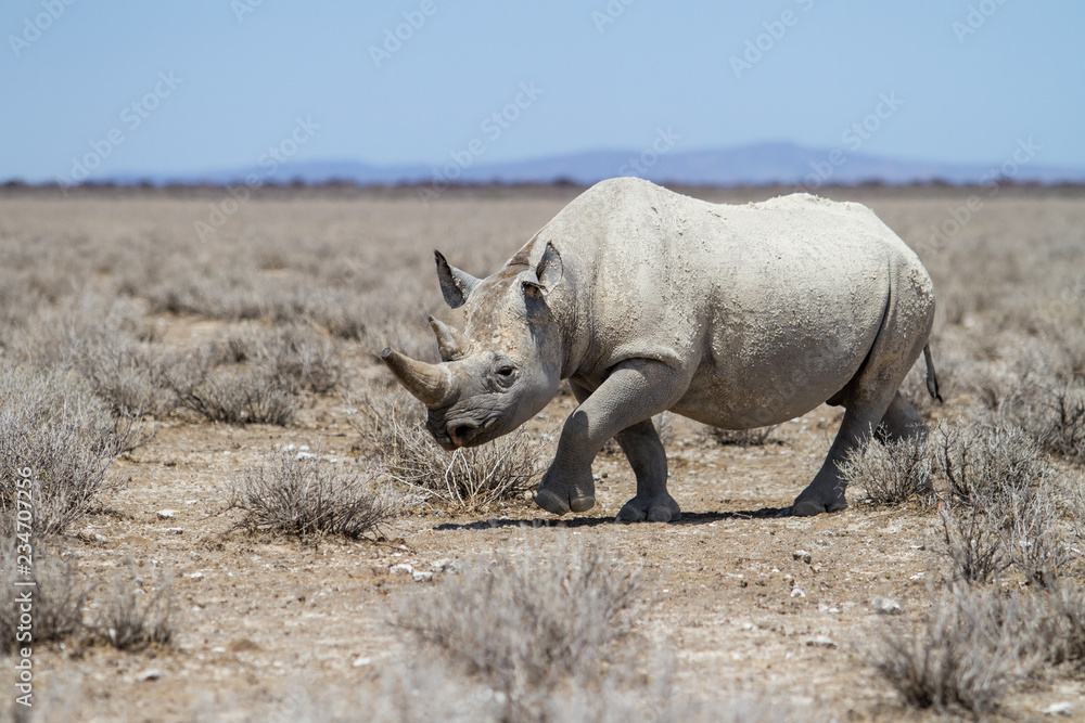 Black rhinoceros angry after drinking and walking in a rain puddle on a dirt road in Etosha National Park in Namibia Black rhinoceros angry after drinking and walking in a rain puddle on a dirt road in Etosha National Park in Namibia