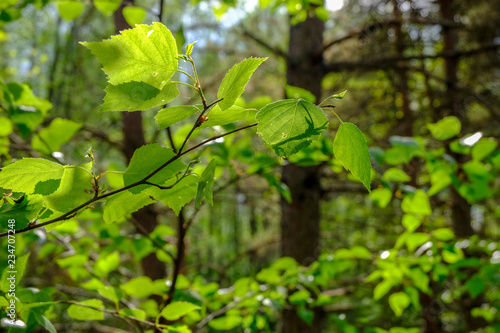 green foliage in summer with harsh shadows and bright sunlight