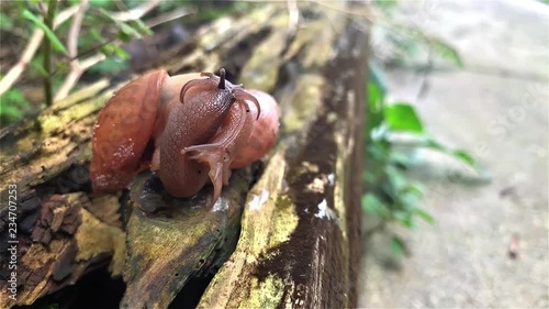 Snails Mating Macro