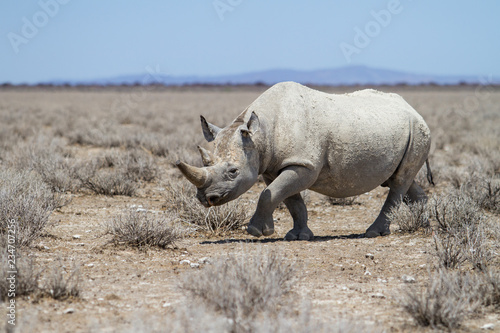 Black rhinoceros angry after drinking and walking in a rain puddle on a dirt road in Etosha National Park in Namibia