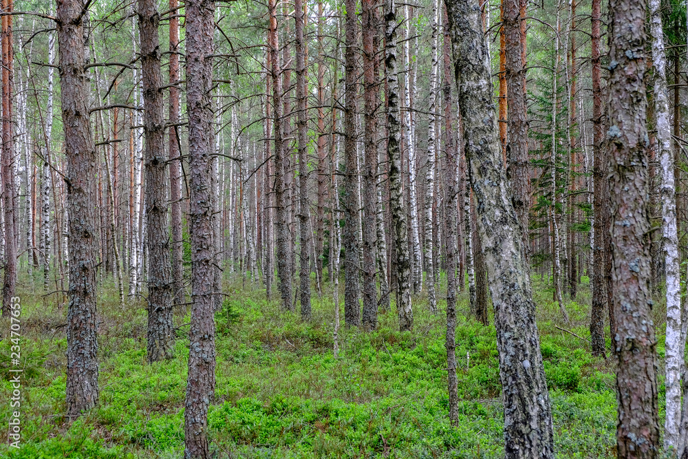 Obraz premium swamp area landscape view with lonely pine trees and turf fields