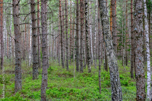 Fototapeta Naklejka Na Ścianę i Meble -  swamp area landscape view with lonely pine trees and turf fields