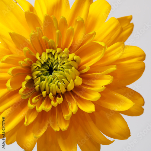 Yellow Rudbeckia flower isolated on gray background.