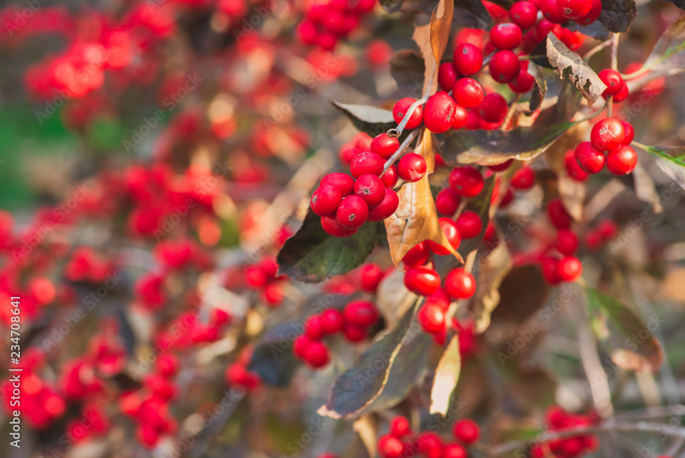 Bush full of red berries against a blurred background Bush full of red berries against a blurred background