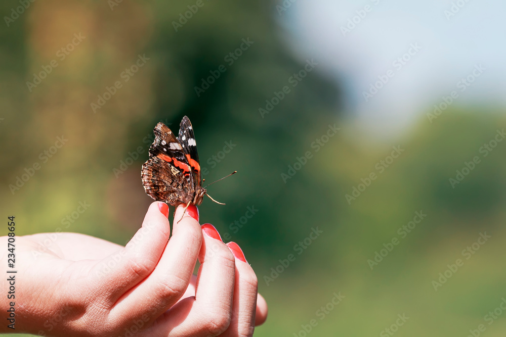 Obraz premium beautiful butterfly Admiral crawling on fingers girl in spring Park about to fly away