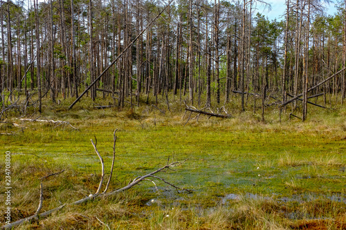 swamp area landscape view with lonely pine trees and turf fields