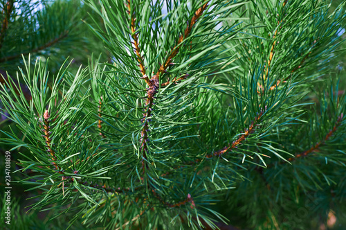 The branches of green pine close-up. Spruce needles. Background of Christmas tree branches.