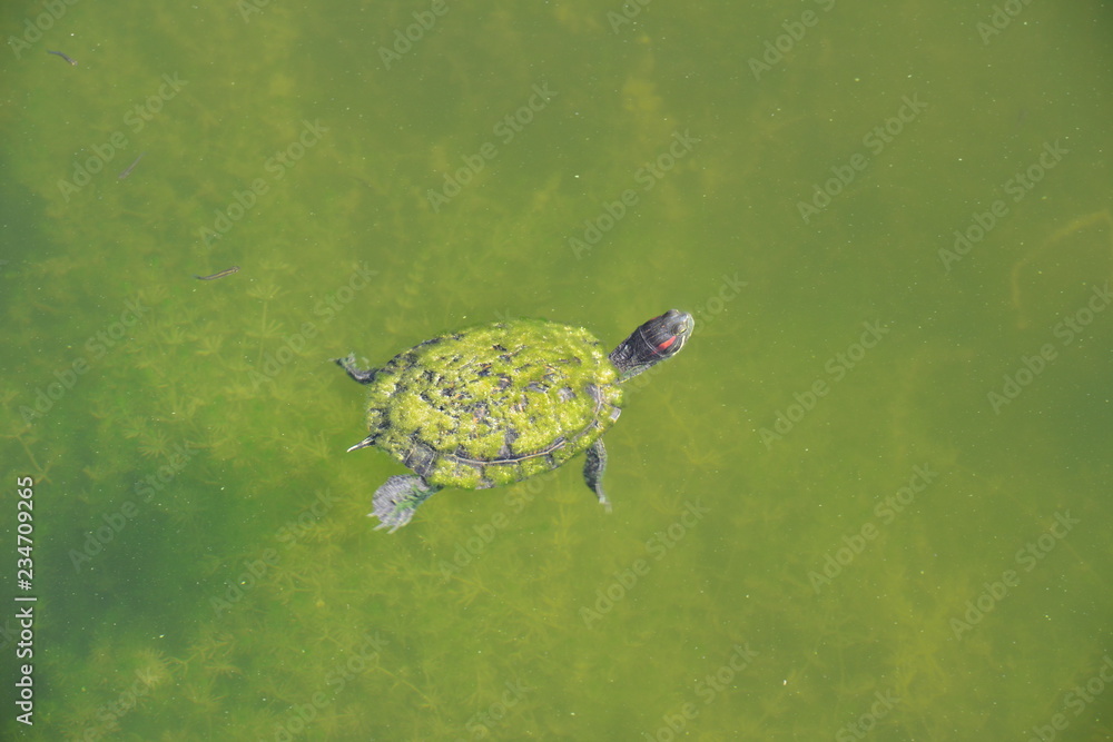 Obraz premium A terrapin swimming in a pond in Florida