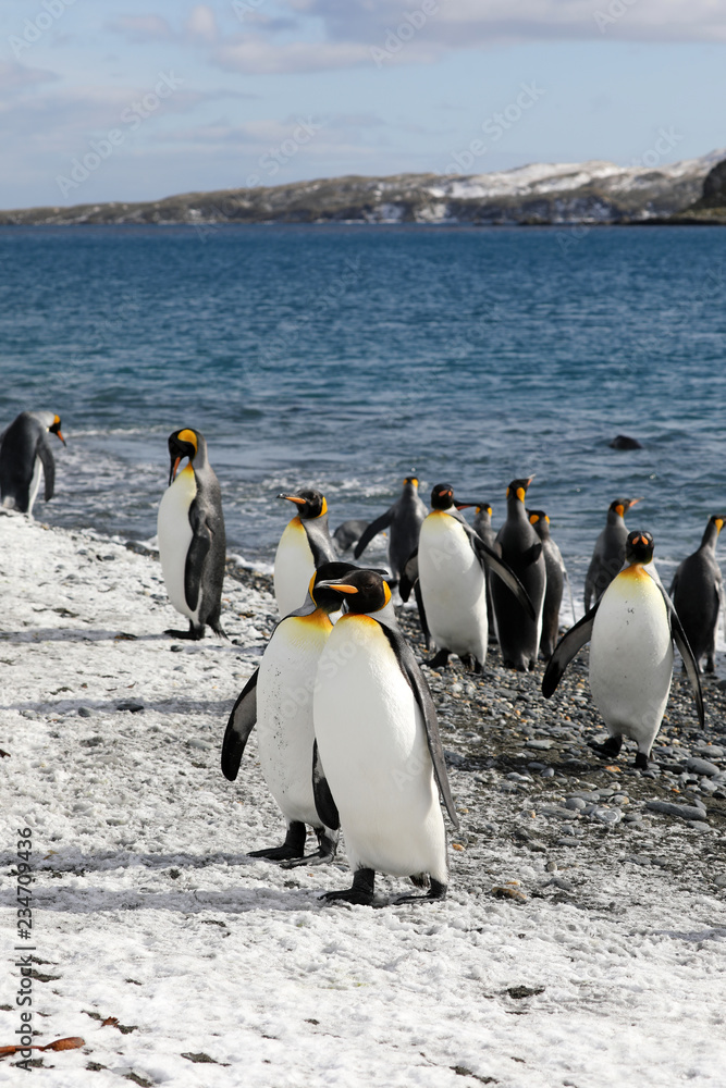 Obraz premium King penguins on the beach of Salisbury Plain on South Georgia in the Antarctic