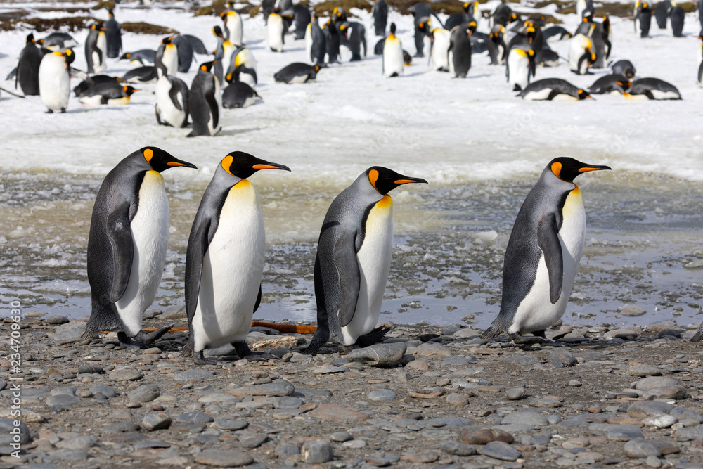 Fototapeta premium Four king penguins walk in a row on Salisbury Plain on South Georgia in the Antarctic