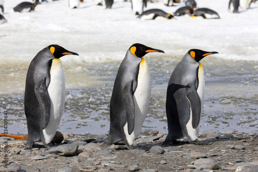 Fototapeta premium Three king penguins walk in a row on Salisbury Plain on South Georgia in the Antarctic
