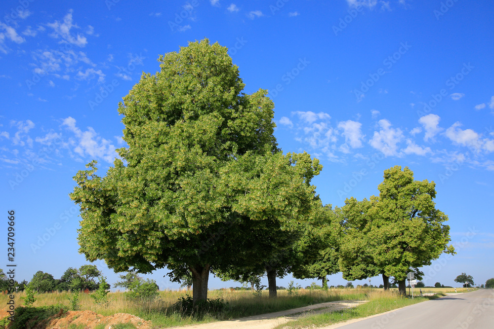 Linden (Tilia) im Sommer, Bayern, Deutschland Linden (Tilia) im Sommer, Bayern, Deutschland