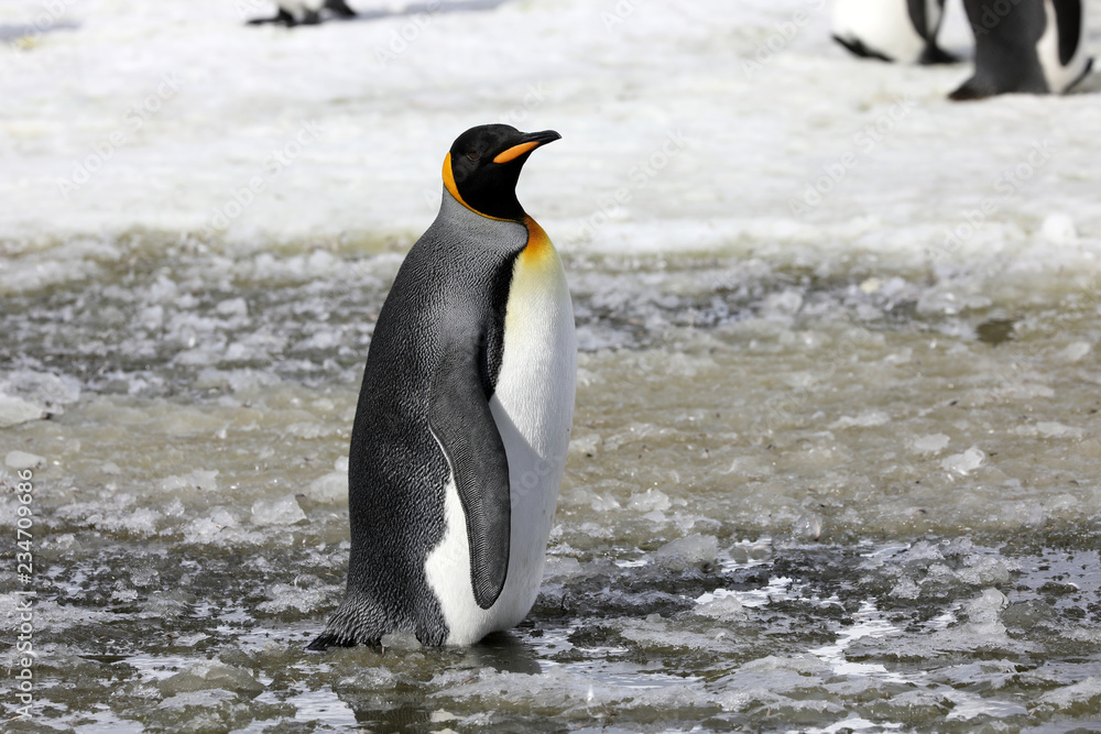 Fototapeta premium A king penguin stands in slush on Salisbury Plain on South Georgia in the Antarctic