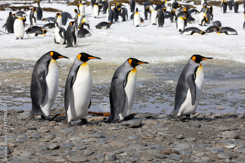 Four king penguins walk in a row on Salisbury Plain on South Georgia in the Antarctic