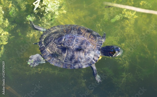 A terrapin swimming in a pond in Florida © paulbriden