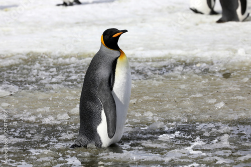 A king penguin stands in slush on Salisbury Plain on South Georgia in the Antarctic