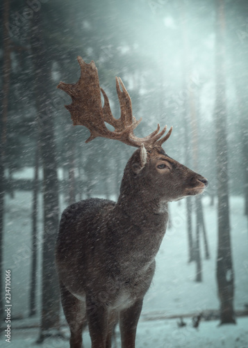 Hirsche im verschneiten kalten Wald 