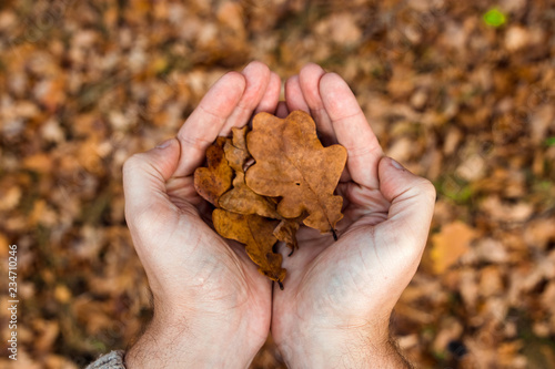 two hand of a Asian girl holding carefully a red maple leaf over the moss background and the autumn leaves on the floor, Autumn season in enkoji temple, kyoto, japan photo