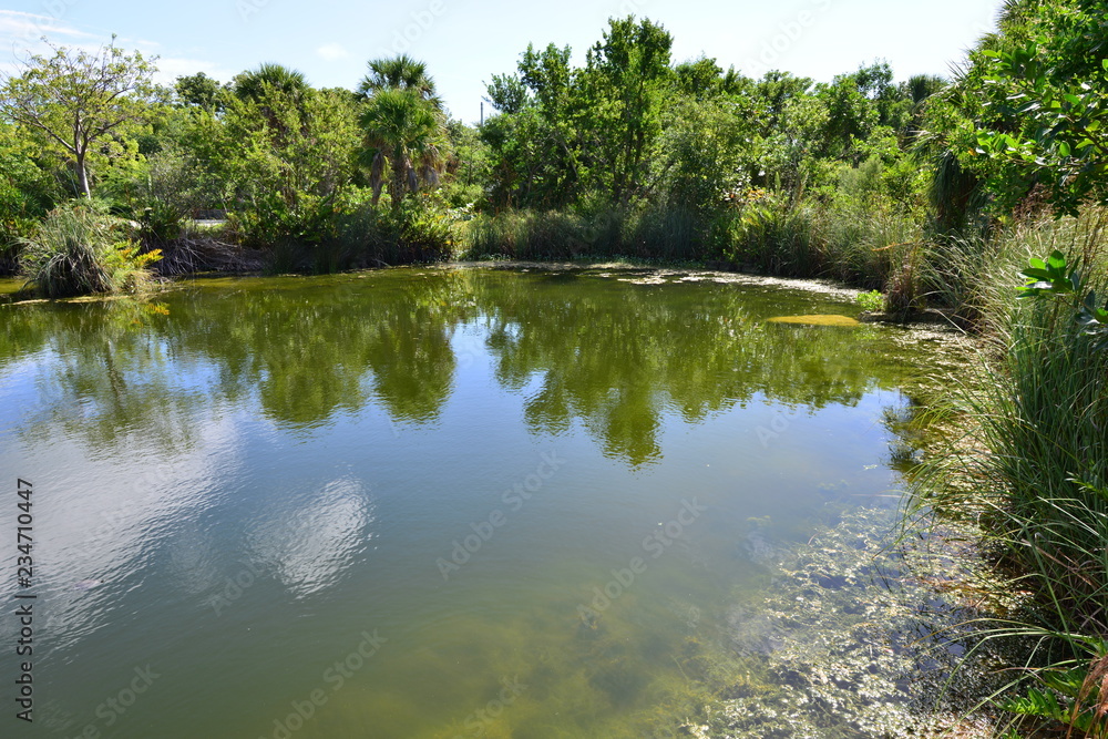 Fototapeta premium A pond at the Florida Keys in Florida.
