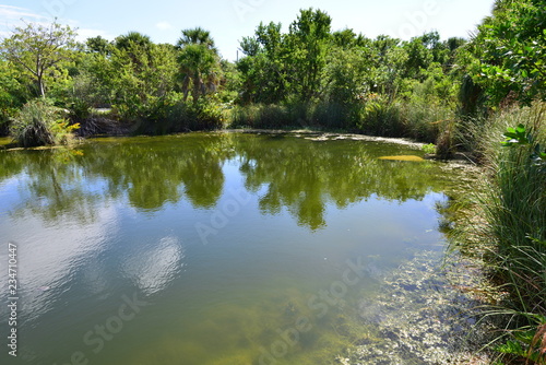 A pond at the Florida Keys in Florida.