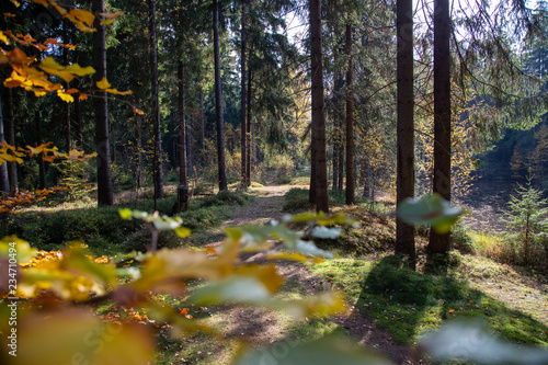 a forest path with many roots in autumn