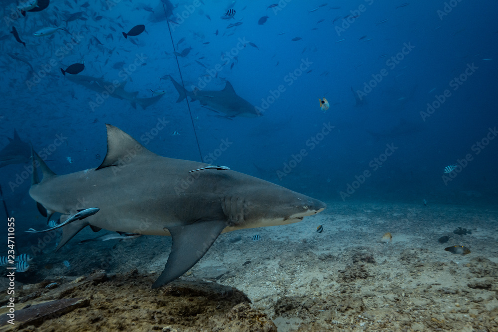 Fototapeta premium Shark feeding underwater background
