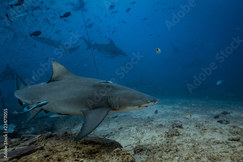Shark feeding underwater background
