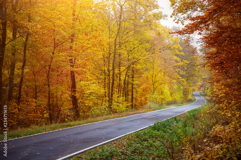 Fototapeta premium Autumn Road