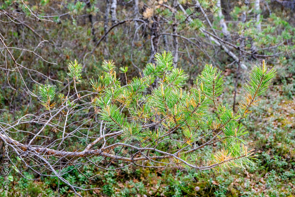 Fototapeta premium swamp area landscape view with lonely pine trees and turf fields