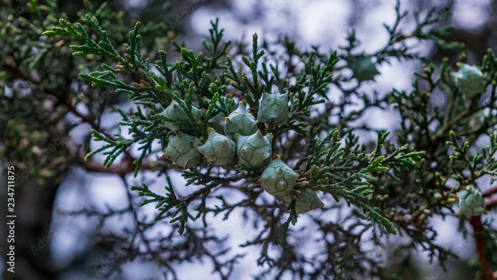 Fir branch with pine cones Fir branch with pine cones
