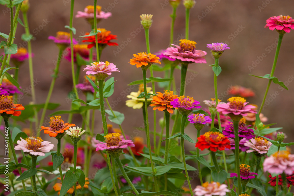 Obraz premium Selective focus on zinnia flowers against blurred background.