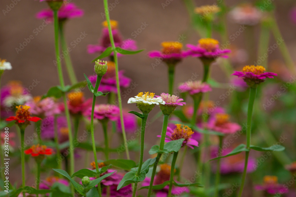 Selective focus on zinnia flowers against blurred background.