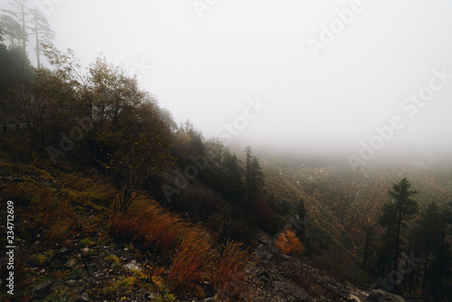 Road in a foggy forest © Christian