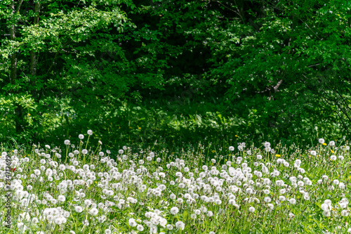 Wallpaper Mural dandelion fluff in green meadow Torontodigital.ca