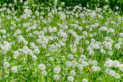 dandelion fluff in green meadow