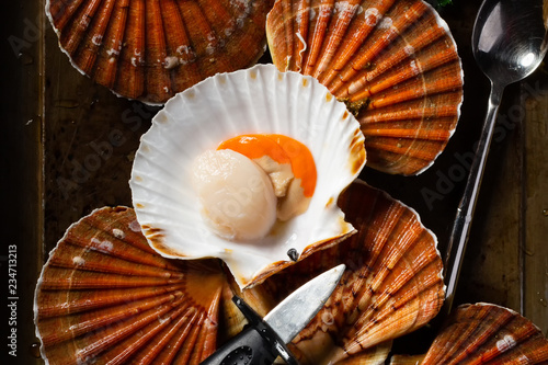 Fresh scallops in the shell top view. Beautiful image of seafood in a low key.