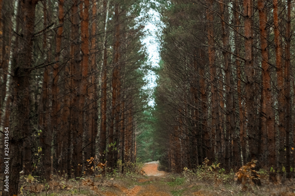 The road in the dark, autumn forest. Concept of autumn, cold, yellow leaves, autumn mood. Copy space. The road in the dark, autumn forest. Concept of autumn, cold, yellow leaves, autumn mood. Copy space.