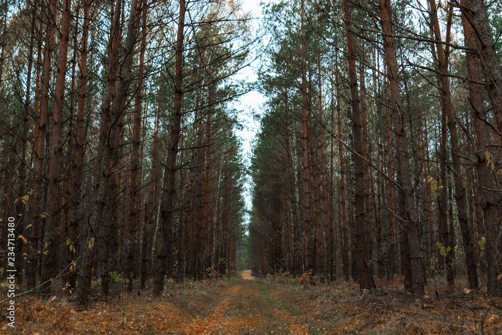Obraz premium The road in the dark, autumn forest. Concept of autumn, cold, yellow leaves, autumn mood. Copy space.