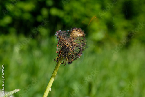 burning in flames dandelion fluff in green meadow in summer