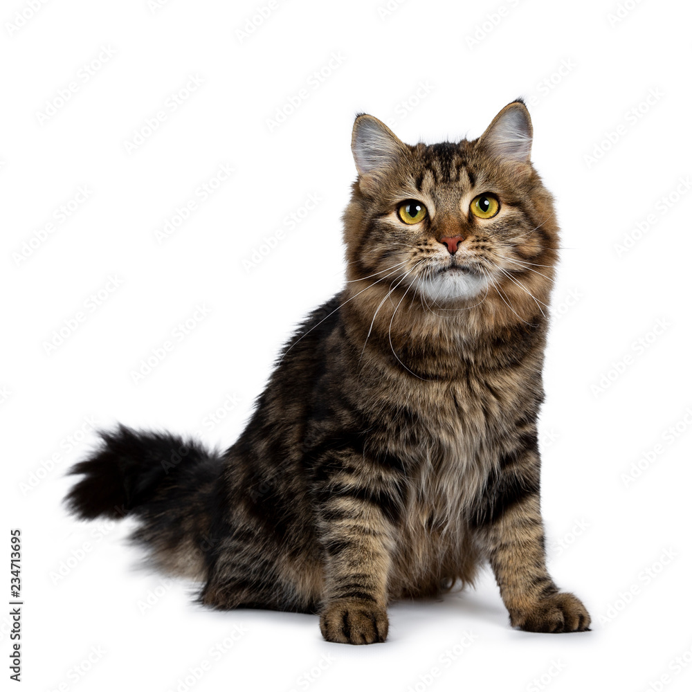 Cute classic black tabby Siberian cat kitten sitting up half side ways, looking  above camera with yellow eyes. Isolated on a white background.