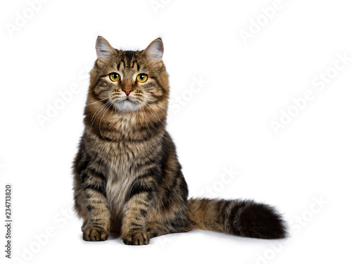 Cute classic black tabby Siberian cat kitten sitting up facing front with thick tail beside body, looking straight at lens with yellow eyes. Isolated on a white background.