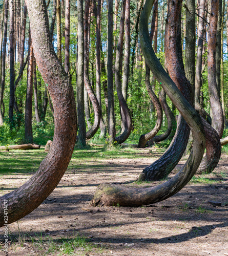 Krummer Wald in Polen