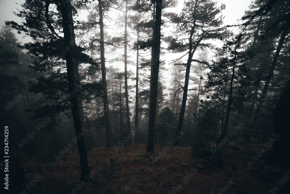 Trees in a foggy forest