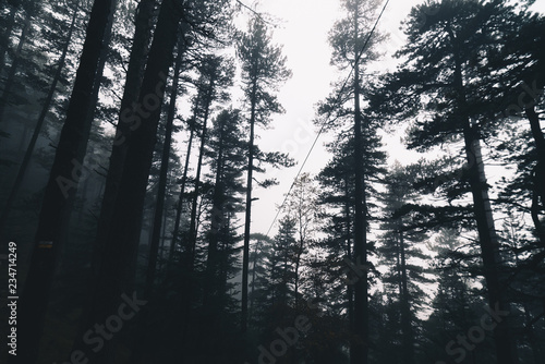 Trees in a foggy forest