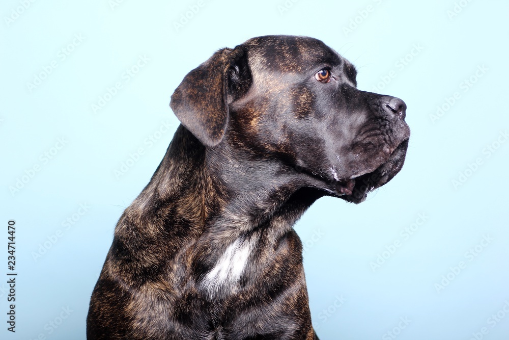 Beautiful dog in front of a colored background