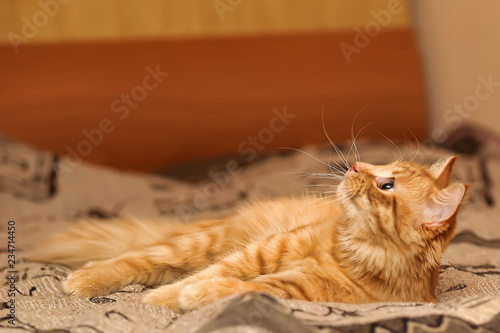 Fotografie red cat