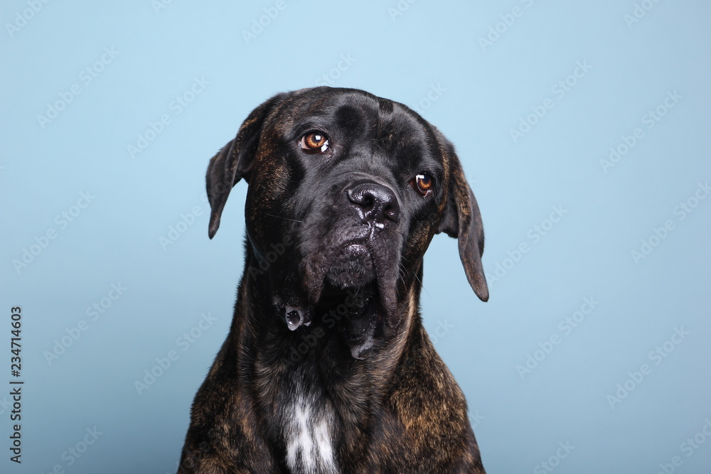Beautiful dog in front of a colored background Beautiful dog in front of a colored background