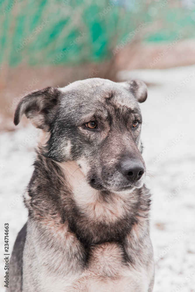 Sad dog in the yard in winter. Sad dog in the yard in winter.
